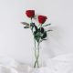 2-red-roses-on-the-bed-with-white-background.jpg